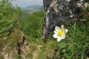 71 Pulsatilla alpina sul ripido sentiero di discesa.